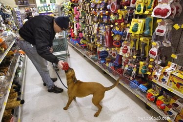How to Return Food Purchased from PetSmart – Simple, Hassle-Free