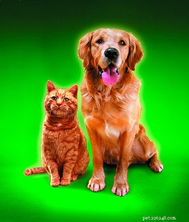 Effective Sulfur Treatments for Safe Flea Control Around Pets
