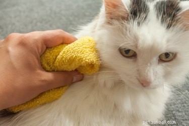 Safe Pet Bathing with Palmolive: Expert Tips & Alternatives