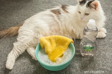 Safe Pet Bathing with Palmolive: Expert Tips & Alternatives
