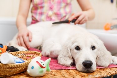 How to Safely Trim a Puppy’s Rear: A Step‑by‑Step Guide