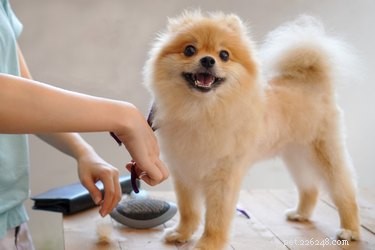 How to Safely Trim a Puppy’s Rear: A Step‑by‑Step Guide