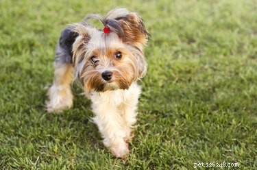 Top Yorkie Haircut Ideas for a Stylish, Healthy Look