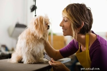 Step‑by‑Step Guide: Safe Scissor Grooming for Your Dog