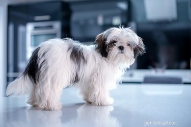 Essential Guide to Grooming Your Maltese Shih Tzu: Tips & Techniques