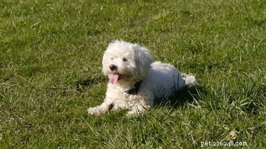 Essential Guide to Grooming Your Maltese Shih Tzu: Tips & Techniques