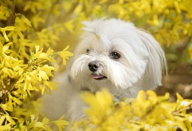 Essential Guide to Grooming Your Maltese Shih Tzu: Tips & Techniques