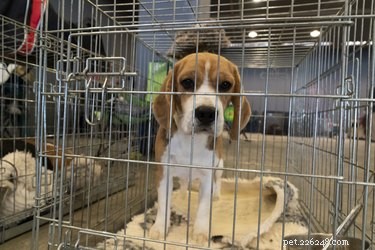 DIY PVC Dog Kennel: Build a Secure, Custom Indoor Home for Your Puppy