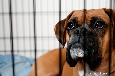 DIY PVC Dog Kennel: Build a Secure, Custom Indoor Home for Your Puppy