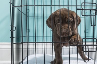 DIY PVC Dog Kennel: Build a Secure, Custom Indoor Home for Your Puppy