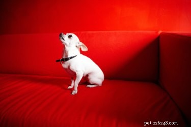Top 10 Premium Dog Foods for Chihuahuas: Expert‑Recommended Nutrition