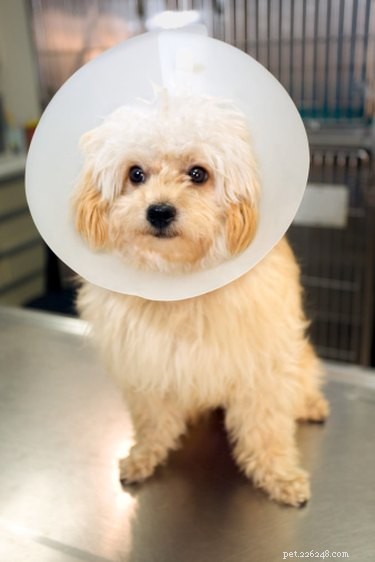 How to Make a Homemade Elizabethan Collar for Your Dog