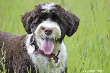 Best Large Dog Breeds with Minimal Shedding