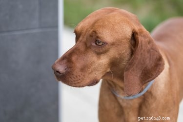 Best Large Dog Breeds with Minimal Shedding