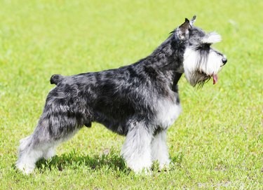 Best Large Dog Breeds with Minimal Shedding