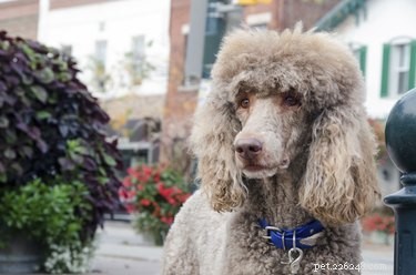 Best Large Dog Breeds with Minimal Shedding
