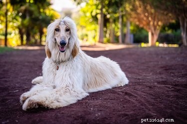 Best Large Dog Breeds with Minimal Shedding