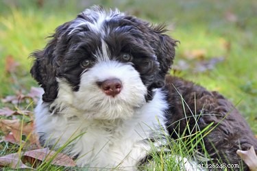 Best Large Dog Breeds with Minimal Shedding