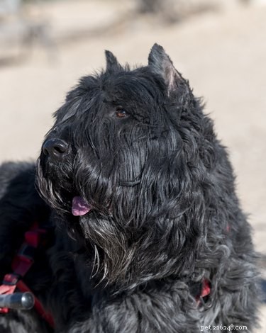 Best Large Dog Breeds with Minimal Shedding