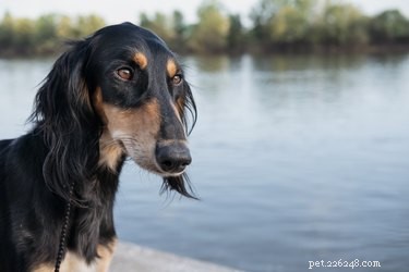 Best Large Dog Breeds with Minimal Shedding