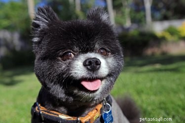 Professional Guide to the Teddy Bear Grooming Style for Pomeranians