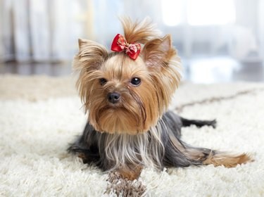 Dog Breeds with Double Coats: What to Know for Comfort & Care
