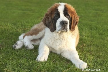 Dog Breeds with Double Coats: What to Know for Comfort & Care