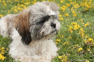 Dog Breeds with Double Coats: What to Know for Comfort & Care