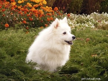 Dog Breeds with Double Coats: What to Know for Comfort & Care