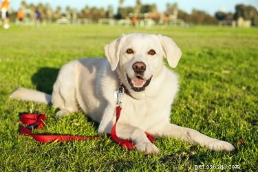 Dog Breeds with Double Coats: What to Know for Comfort & Care