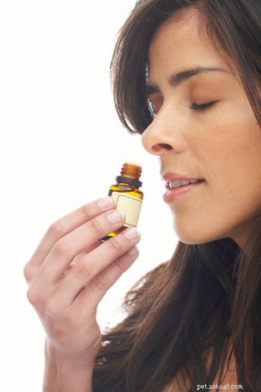 DIY Dog Body Odor Sprays: Safe, Affordable Homemade Solutions