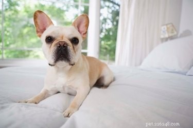 DIY Dog Body Odor Sprays: Safe, Affordable Homemade Solutions