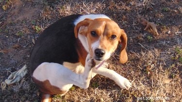 Top Dog-Friendly Lotions & Creams to Alleviate Itchy Skin