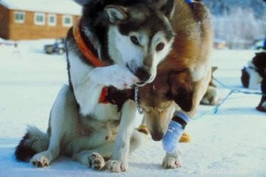 DIY Dog Rope Harness: Quick, Easy, and Comfortable