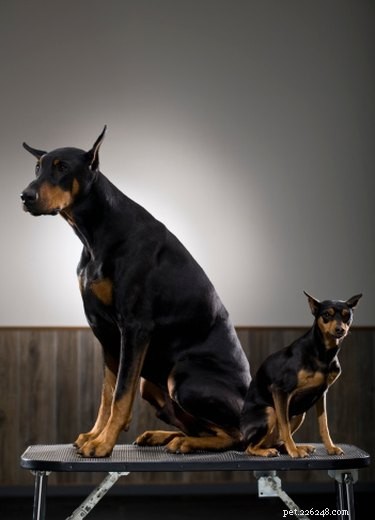 Top 10 Premium Dog Foods for Optimal Health