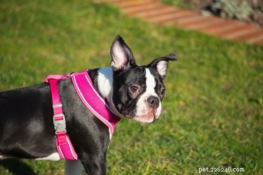 Step-by-Step Guide to Fitting a Top Paw Adjustable Dog Harness