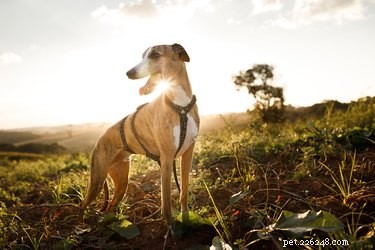 Step-by-Step Guide to Fitting a Top Paw Adjustable Dog Harness