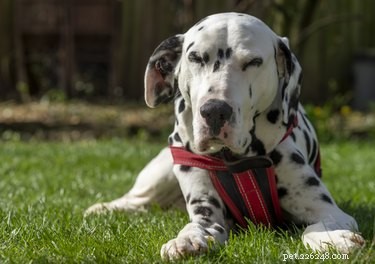 Step-by-Step Guide to Fitting a Top Paw Adjustable Dog Harness
