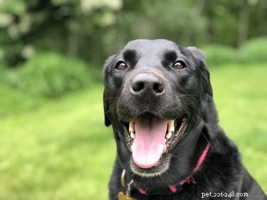 Effective Home Remedies for Dry, Itchy Skin in Black Labradors