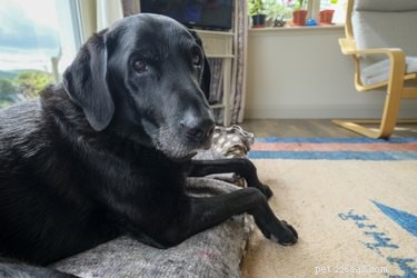 Effective Home Remedies for Dry, Itchy Skin in Black Labradors