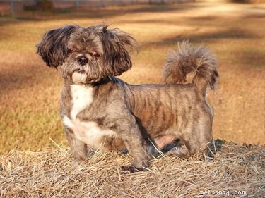Professional Shih Tzu Grooming: Haircuts & Styles for a Healthy Coat