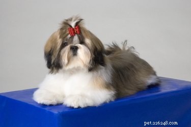 Professional Shih Tzu Grooming: Haircuts & Styles for a Healthy Coat