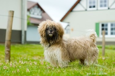Professional Shih Tzu Grooming: Haircuts & Styles for a Healthy Coat