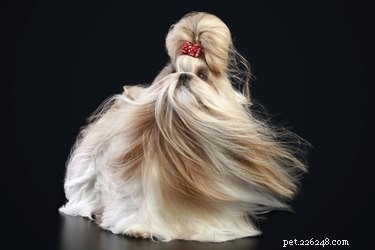 Professional Shih Tzu Grooming: Haircuts & Styles for a Healthy Coat