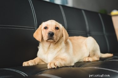 How to Safely Remove Dog Urine from Leather Furniture