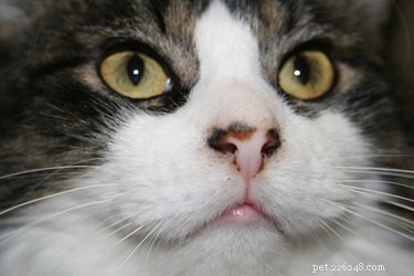 Effortless Ways to Remove Pet Dander From Your Clothes