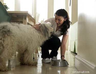 Homemade High‑Calorie Dog Food: Boost Energy & Health for Active & Recovering Dogs