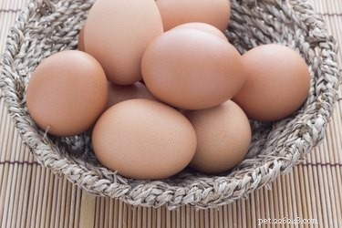 Homemade High‑Calorie Dog Food: Boost Energy & Health for Active & Recovering Dogs
