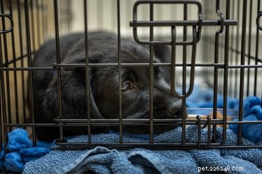 Step-by-Step Guide to Folding a Collapsible Dog Cage