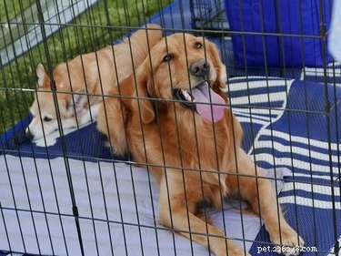 Step-by-Step Guide to Folding a Collapsible Dog Cage
